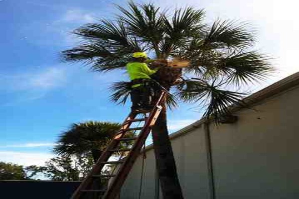 Tree Felling Services, Budget Tree Fellers