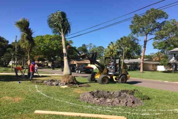 Tree Felling Services, Budget Tree Fellers