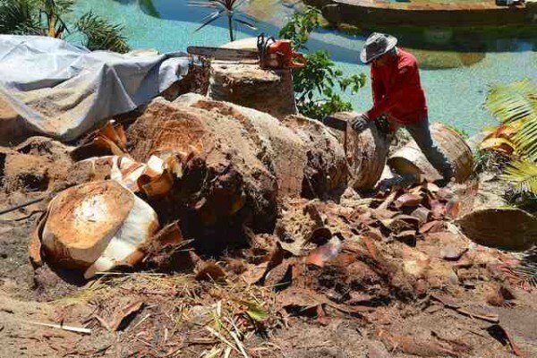 Tree Felling Services, Budget Tree Fellers