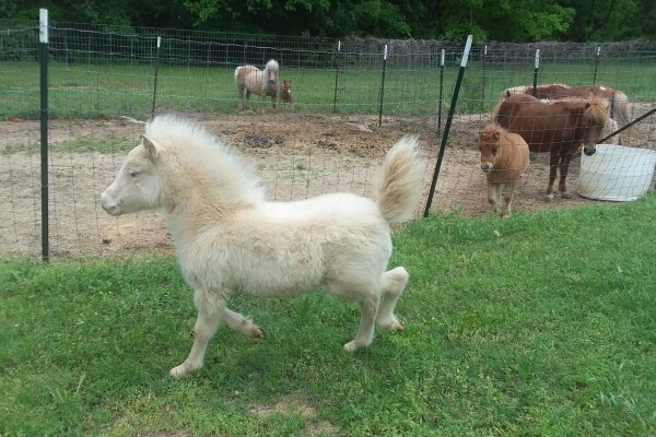 Rhebok New Farms