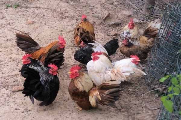 Rhebok New Farms