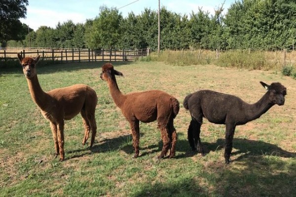 Rhebok New Farms