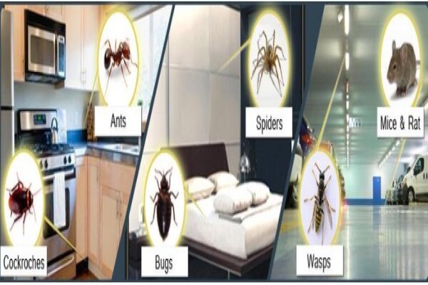 Connor Pest Control Service Blue Downs