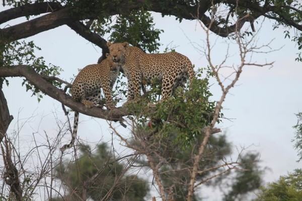 Kruger Wildlife Safaris