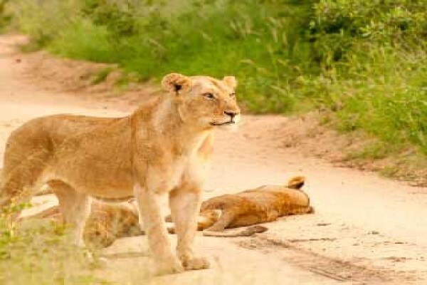 Tydon Safaris