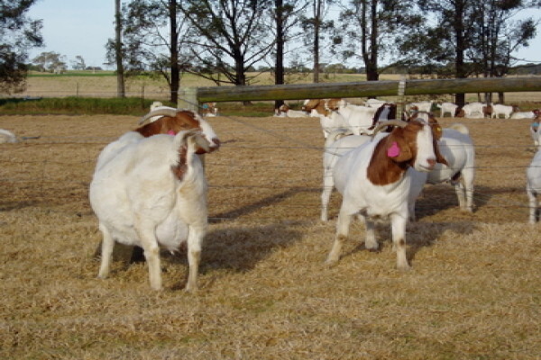 Global Livestock Farms pty ltd