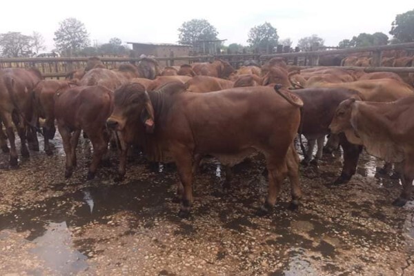Global Livestock Farms pty ltd