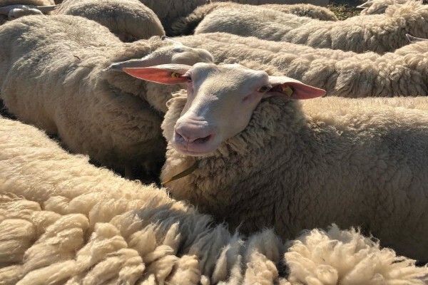 Global Livestock Farms pty ltd