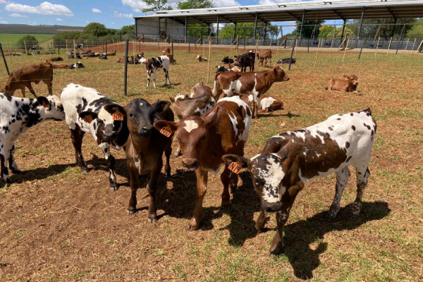 Global Livestock Farms pty ltd