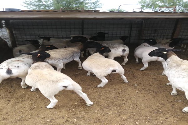 Fargo Livestock Farms