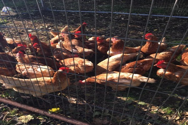 Fargo Livestock Farms