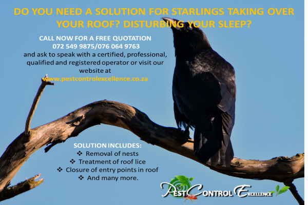 Pest control Excellence