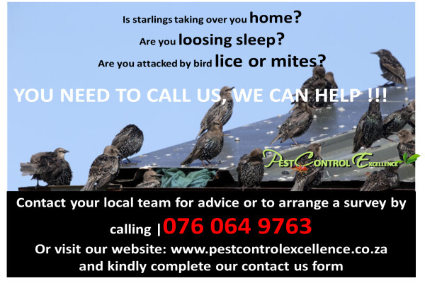 Pest control Excellence