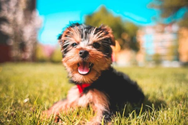 PETport Cape Town