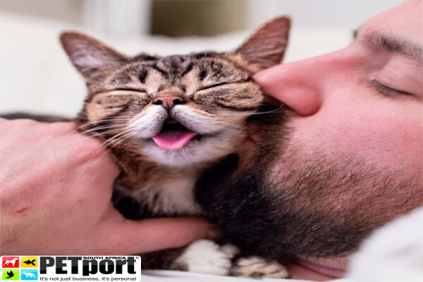 PETport Cape Town