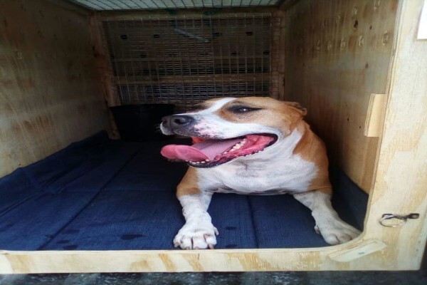 PETport Pet Relocation Service