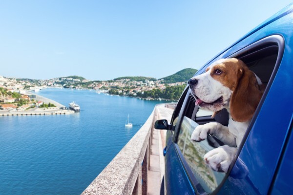 PETport Pet Relocation Service