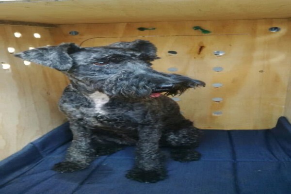 PETport Pet Relocation Service