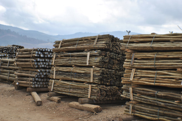 Diggersrest Timber Company