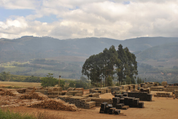 Diggersrest Timber Company