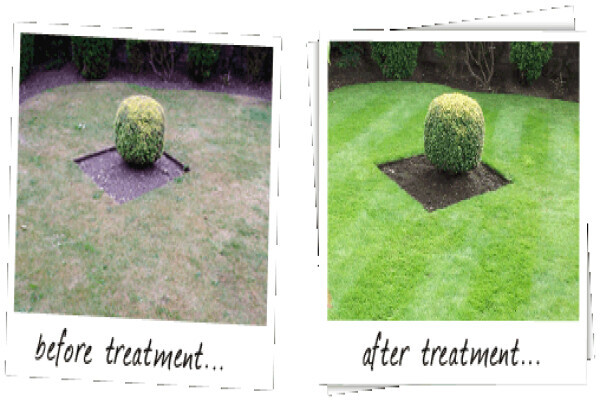 Lawn Tree Garden Service