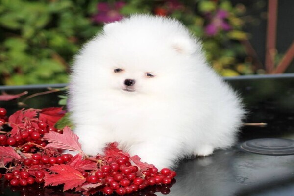 Pet Buy Store