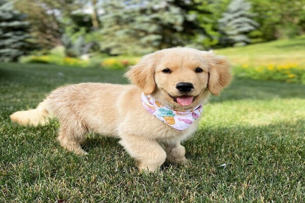Pet Buy Store