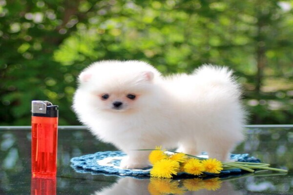 Pet Buy Store