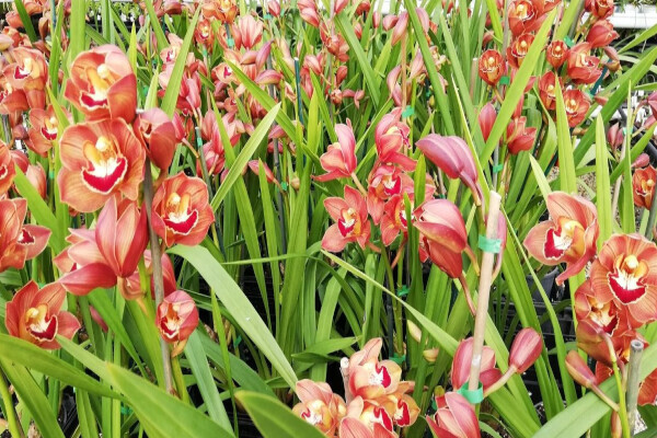 Eikenhoff Orchid nursery