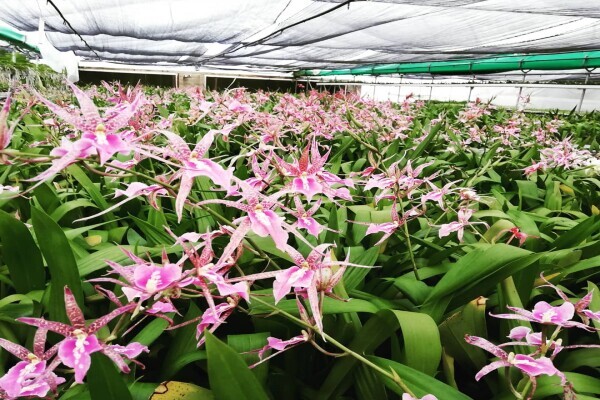 Eikenhoff Orchid nursery