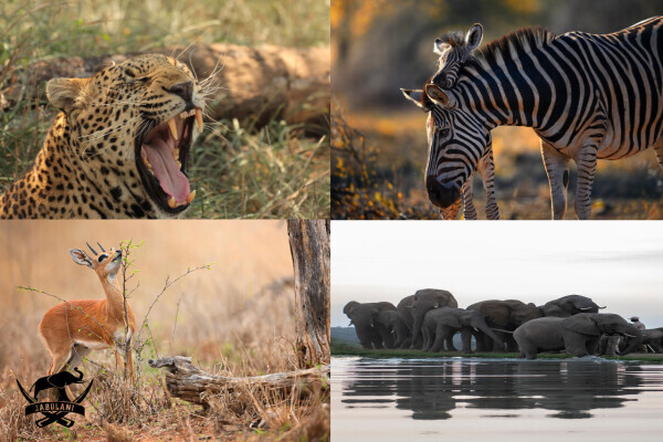 Jabulani Safari