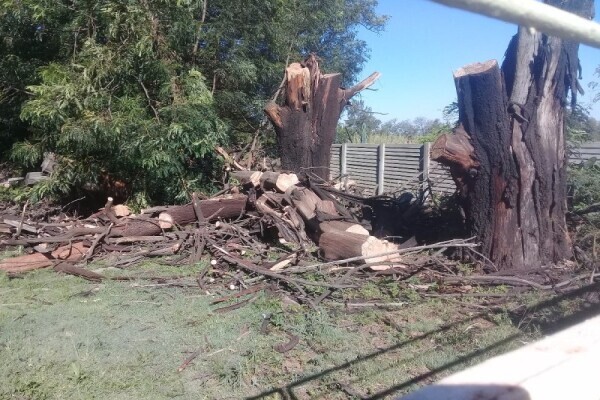 A & E Tree Felling