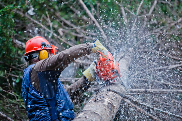 Tree Removal Specialists