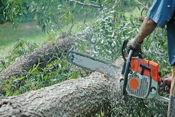 Tree Removal Specialists