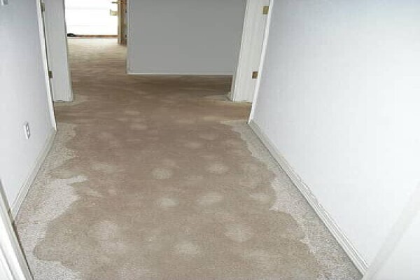 Bedfordview Cleaning Service