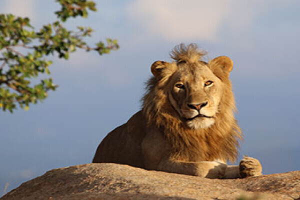 Kruger National Park Safaris by Kurt Safari