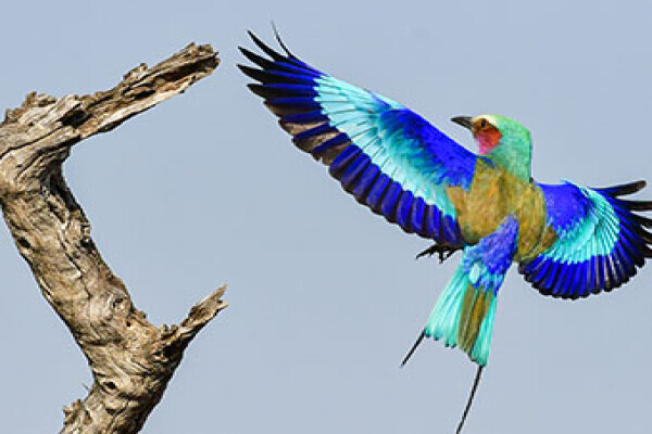 Kruger National Park Safaris by Kurt Safari