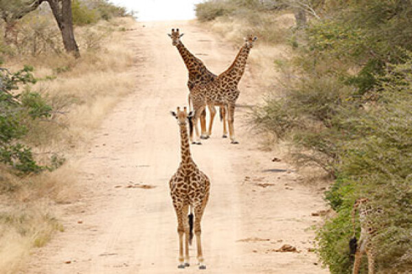 Kruger National Park Safaris by Kurt Safari