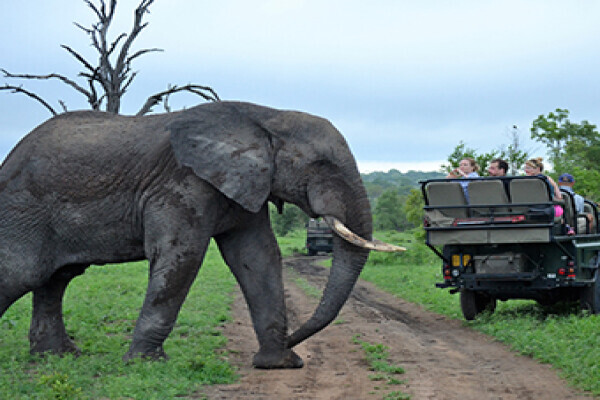 Kruger National Park Safaris by Kurt Safari