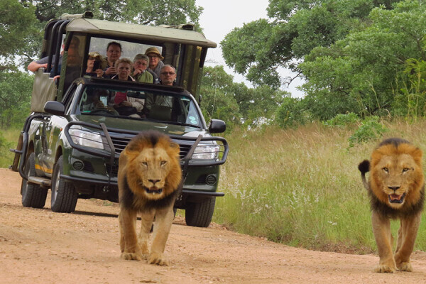 Kruger National Park Safaris by Kurt Safari