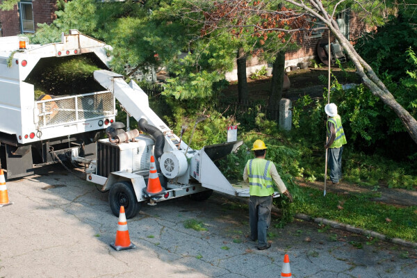 Tree Felling Pros Port Elizabeth