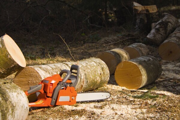 Tree Felling Pros Tableview Bloubergstrand Milnerton