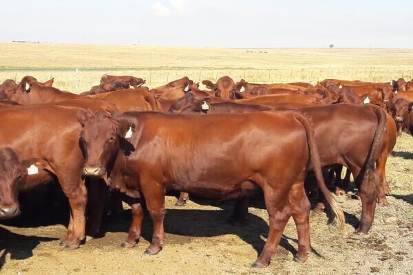 BEATRICE POULTRY FARM PTY LTD