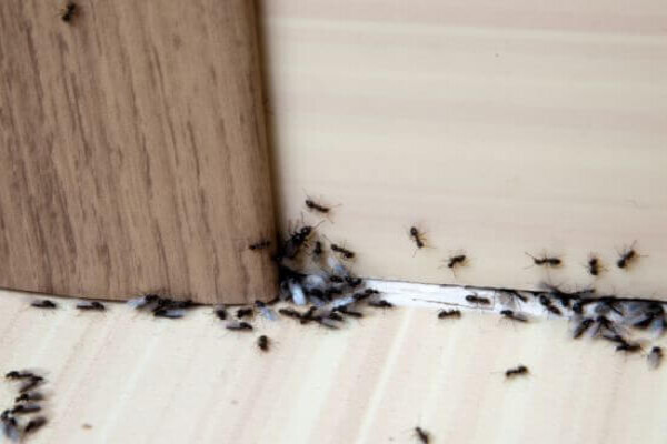 Get Pest Control Midrand