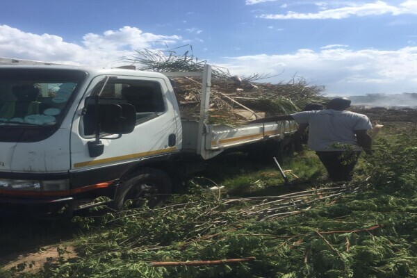 Fourways Tree Felling