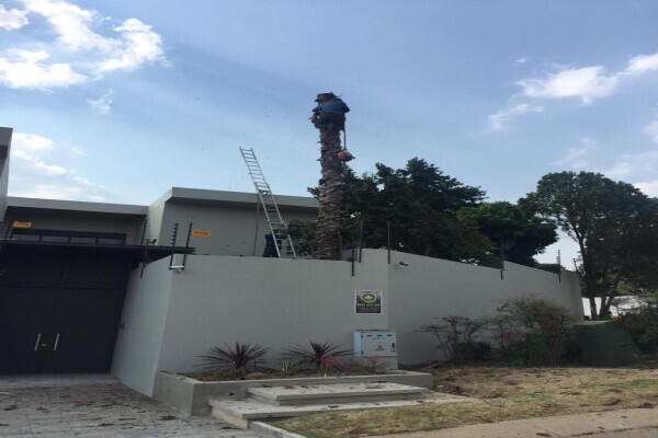 Fourways Tree Felling