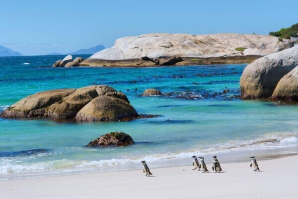 Africa Moja Tours & Transfers