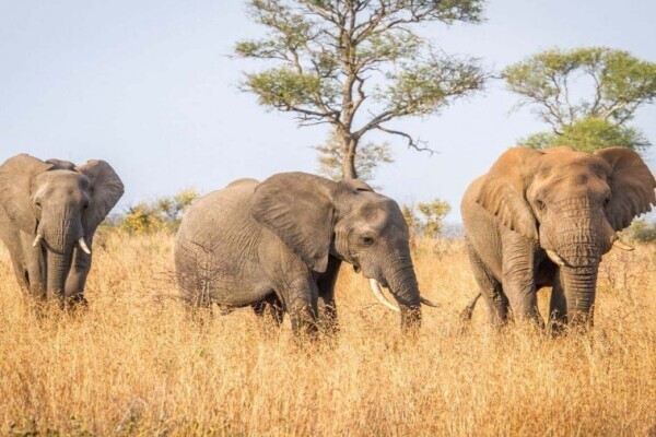 Africa Moja Tours & Transfers