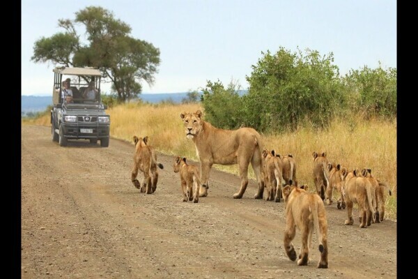 Africa Moja Tours & Transfers