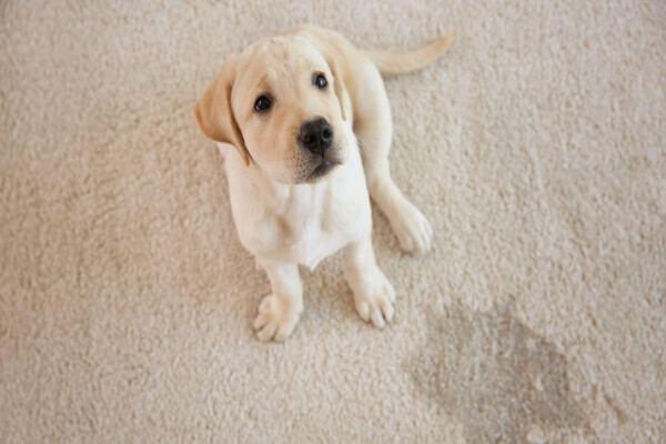 Carpet Cleaning Pros Pretoria